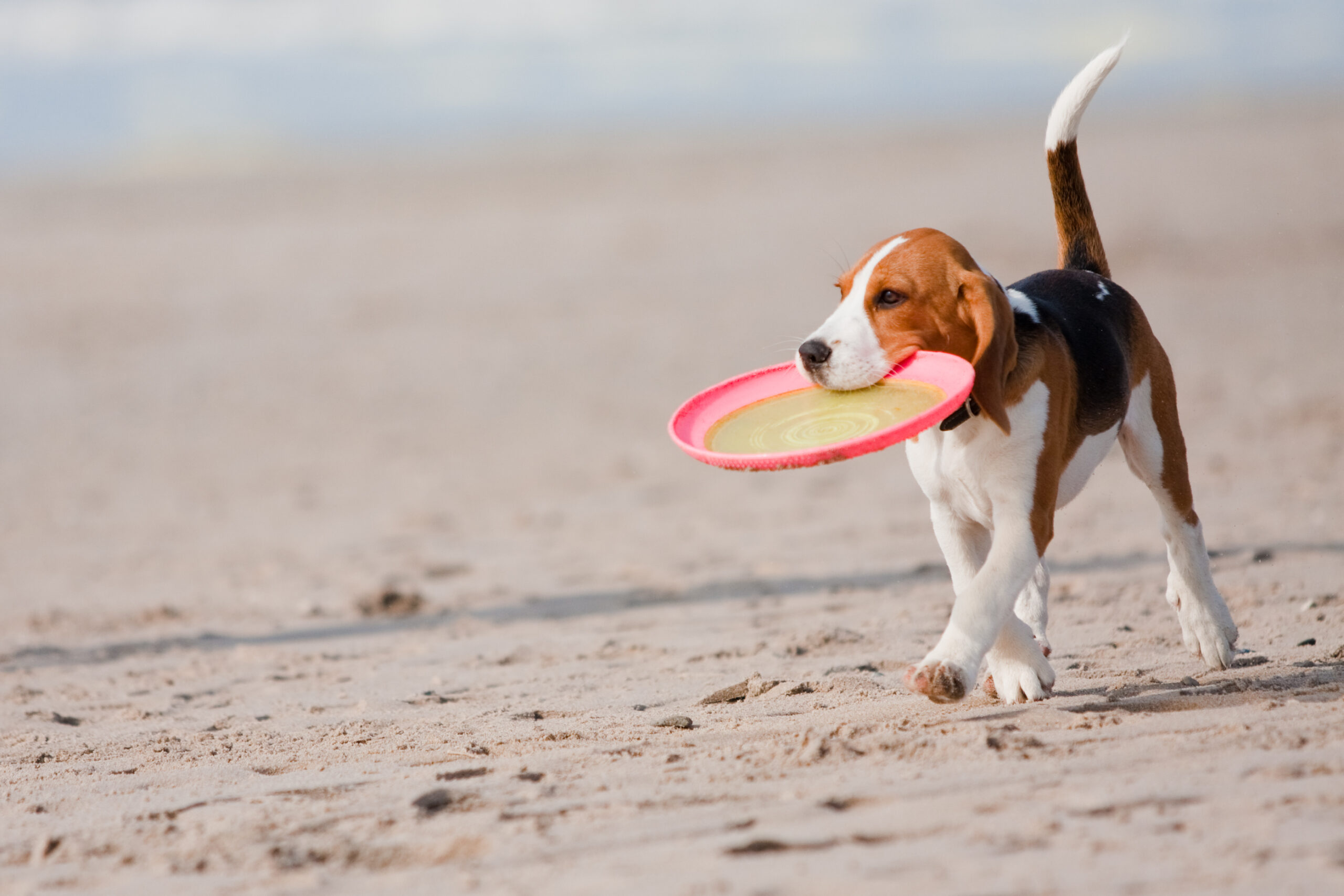 shutterstock_52190320
