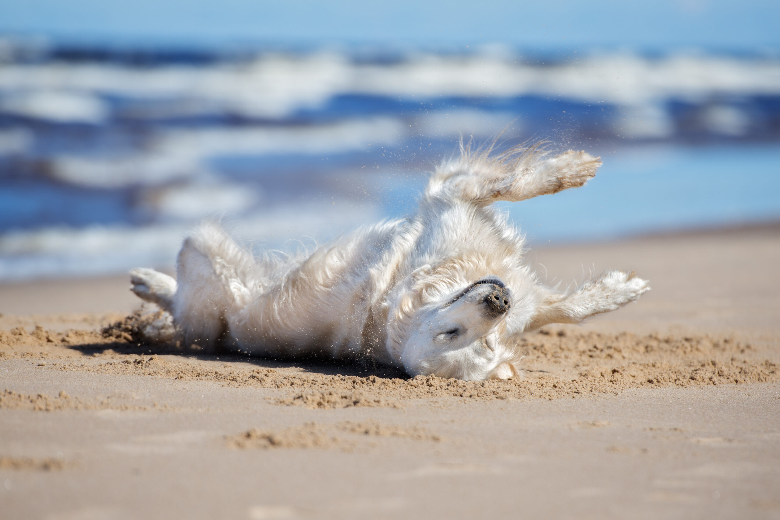 golden retriever dog rolling upside down on the beach